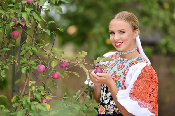 Bella giovane donna raccogliendo mele biologiche mature nel frutteto — Foto Stock