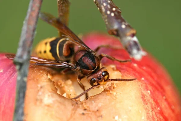 Primo Piano Insetto Natura Selvaggia — Foto Stock