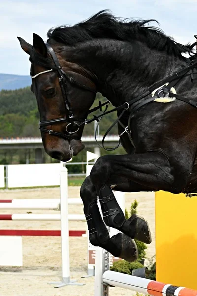 Hermoso Tiro Caballo Campo — Foto de Stock