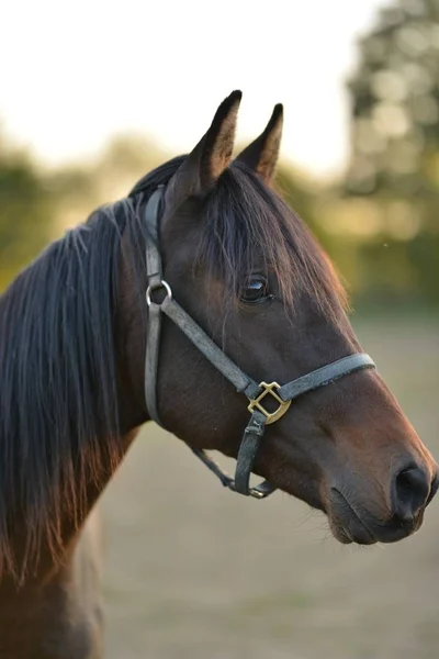 Retrato Belo Cavalo — Fotografia de Stock