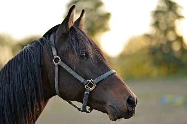 Güzel Bir Atın Portresi — Stok fotoğraf
