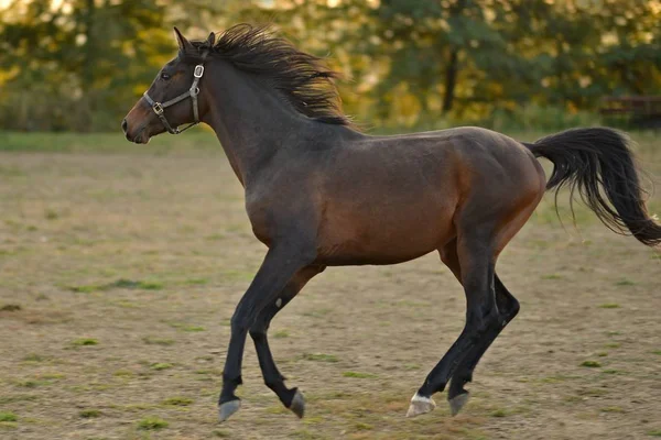 Cavalo Natureza Retrato Cavalo Cavalo Marrom — Fotografia de Stock