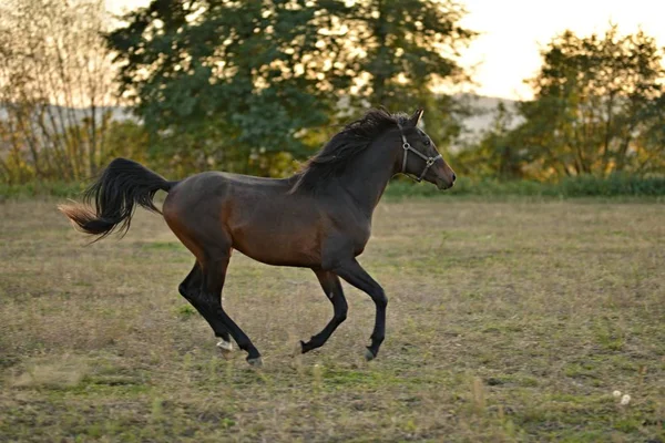 Cavalo Natureza Retrato Cavalo Cavalo Marrom — Fotografia de Stock