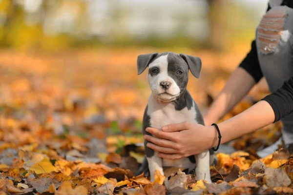 American Stafford Shire Terrier Autumn Park — Foto de Stock