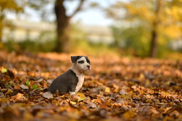 American Stafford Shire Terrier Autumn Park — Stock Photo, Image