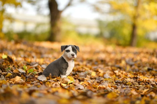 American Stafford Shire Terrier Dans Parc Automne — Photo