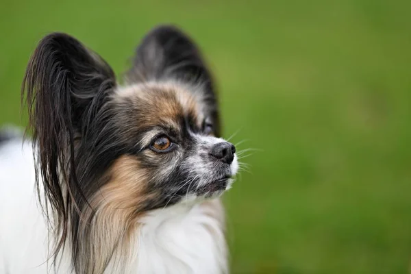 Portrait Cute Dog Outdoors — Stock Photo, Image