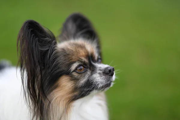 Portrait Chien Mignon Extérieur — Photo