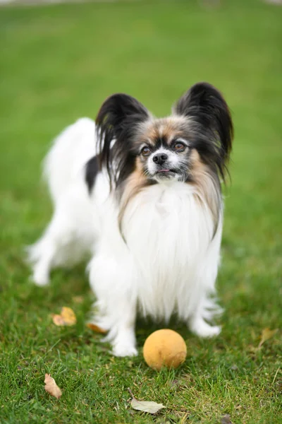 Portrait Chien Mignon Extérieur — Photo