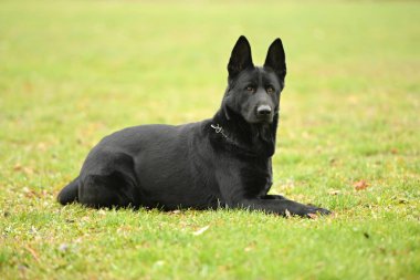 Parktaki güzel siyah Alman çoban köpeği. 