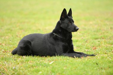 Parktaki güzel siyah Alman çoban köpeği. 