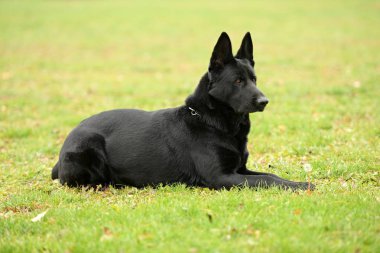 Parktaki güzel siyah Alman çoban köpeği. 
