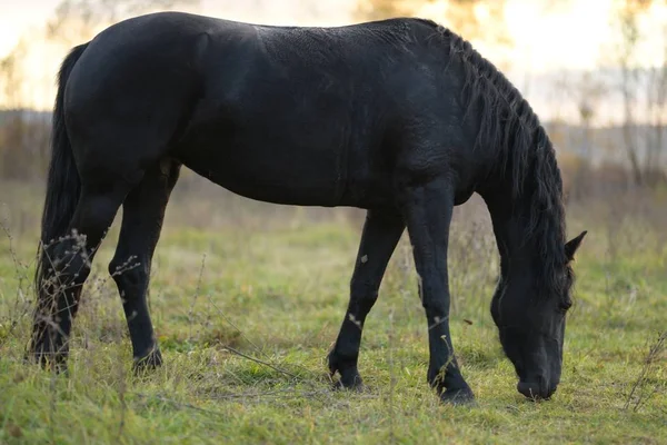 Kůň Koni Portrét Koně Hnědý Kůň — Stock fotografie