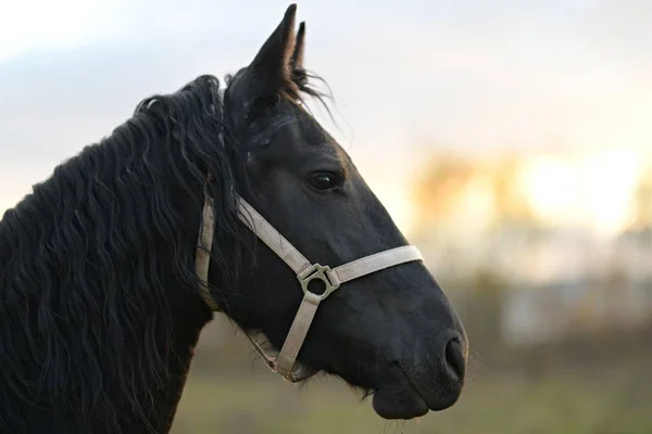 Porträt Eines Schönen Pferdes — Stockfoto