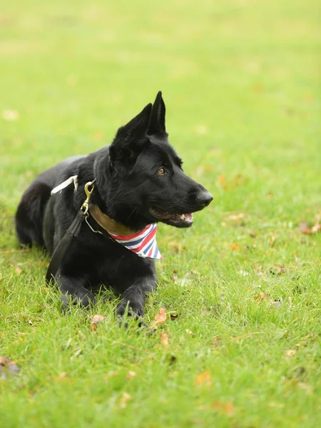 Parktaki Güzel Siyah Alman Çoban Köpeği — Stok fotoğraf