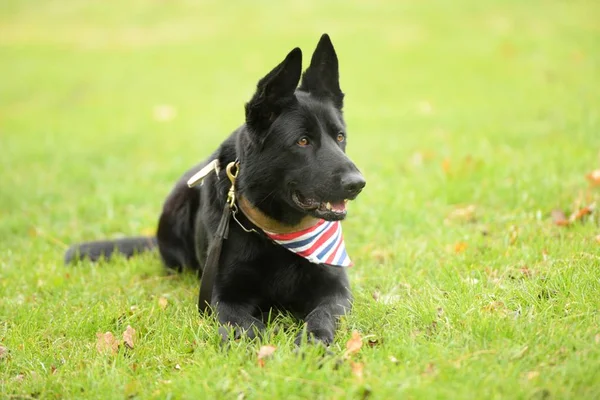 Bellissimo Cane Pastore Tedesco Nero Nel Parco — Foto Stock