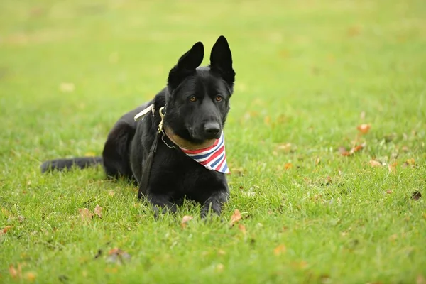 Beautiful Black German Shepherd Dog Park — Stock Photo, Image