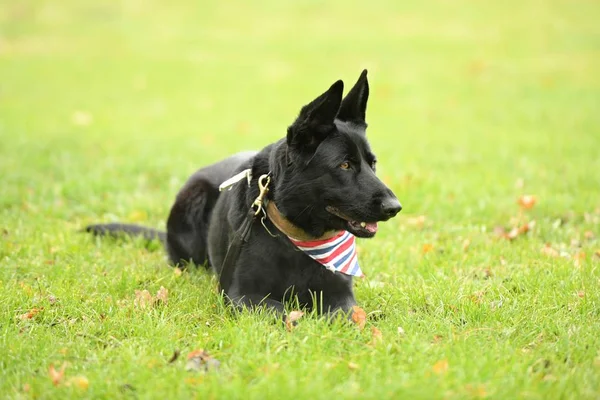 公園の美しい黒いドイツの羊飼いの犬 — ストック写真