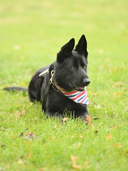 Parktaki Güzel Siyah Alman Çoban Köpeği — Stok fotoğraf