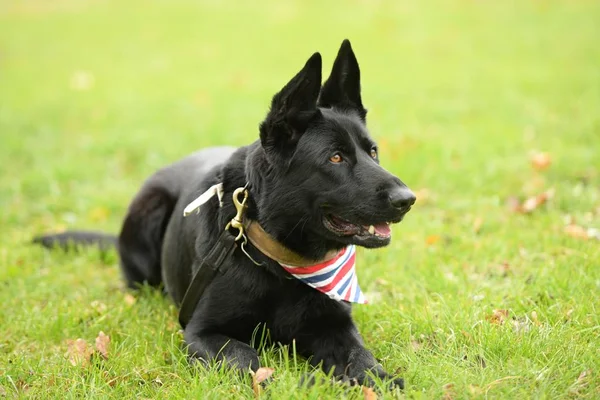 Beautiful Black German Shepherd Dog Park — Stock Photo, Image