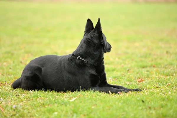 公園の美しい黒いドイツの羊飼いの犬 — ストック写真