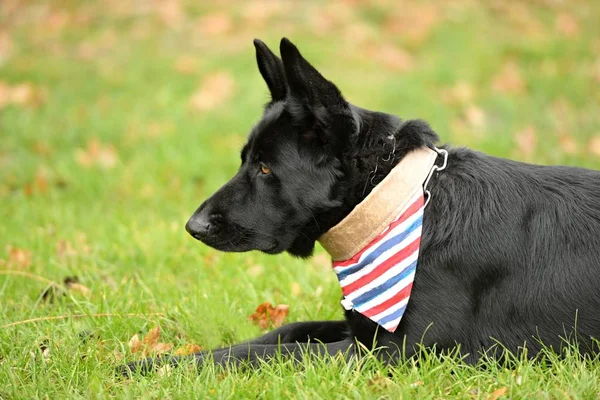 Parktaki Güzel Siyah Alman Çoban Köpeği — Stok fotoğraf