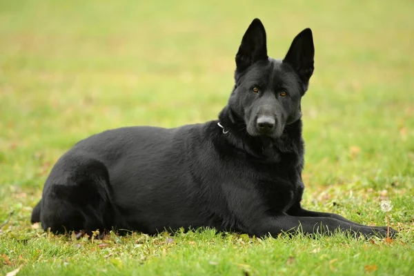 Parktaki Güzel Siyah Alman Çoban Köpeği — Stok fotoğraf
