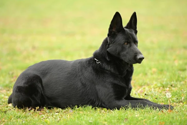 Beautiful black german shepherd dog in the park