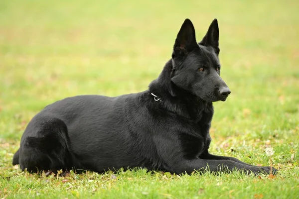 Parktaki Güzel Siyah Alman Çoban Köpeği — Stok fotoğraf