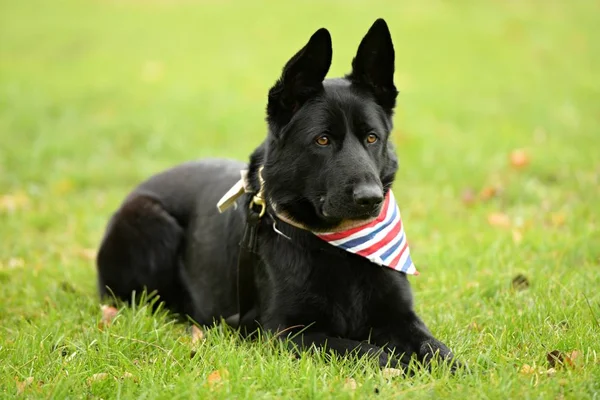 Bellissimo Cane Pastore Tedesco Nero Nel Parco — Foto Stock