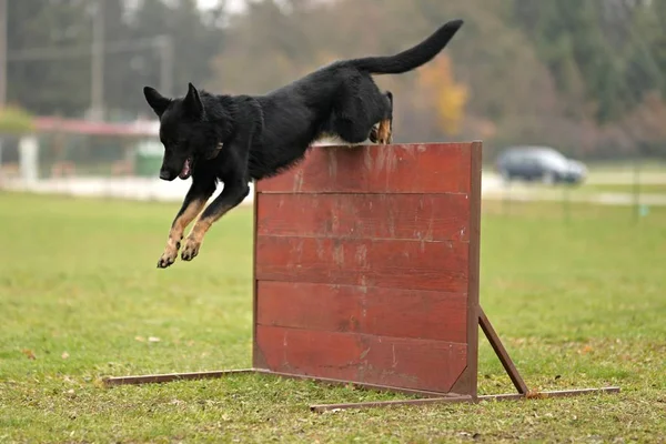 Duitse Herder Hond Springen Obstakel Het Park — Stockfoto