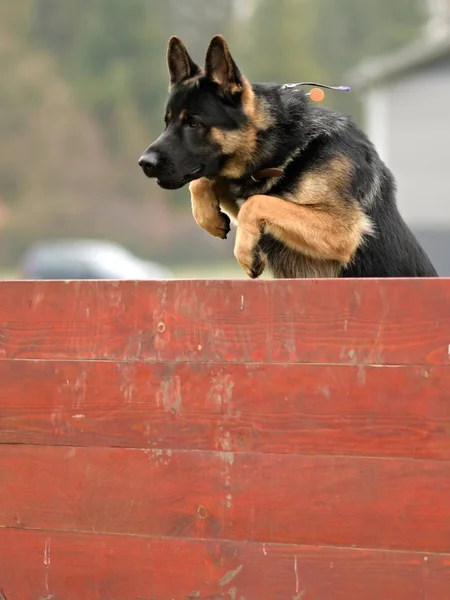 公園の障害物を飛び越えるドイツの羊飼いの犬 — ストック写真