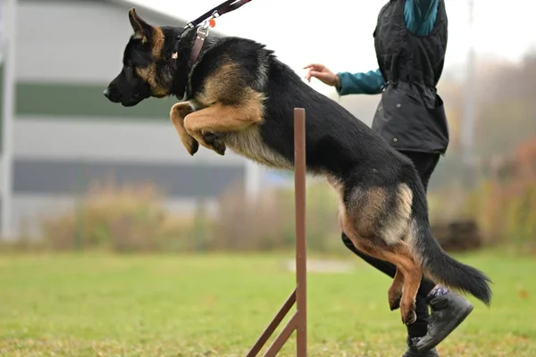 Γερμανικός Ποιμενικός Σκύλος Πηδάει Πάνω Από Εμπόδιο Στο Πάρκο — Φωτογραφία Αρχείου