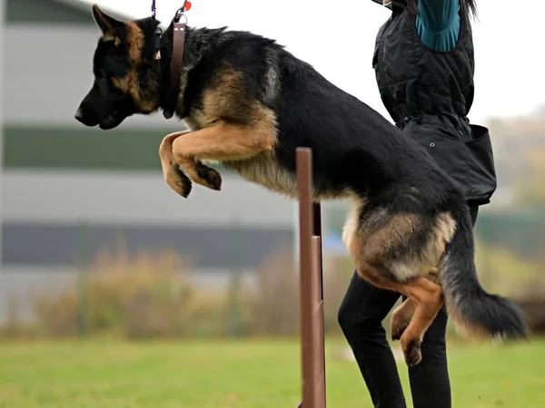 Anjing Gembala Jerman Melompati Rintangan Taman — Stok Foto