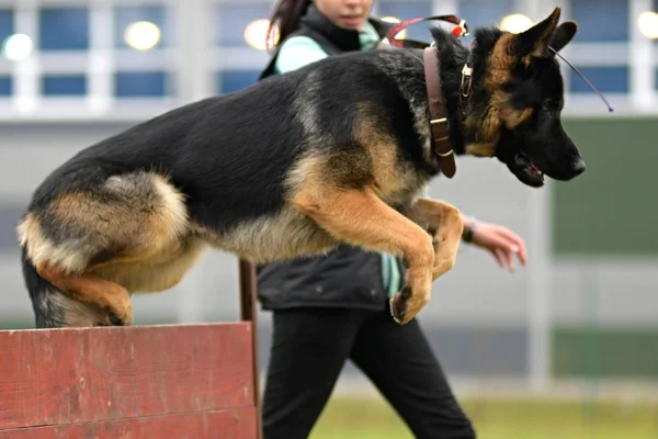 Γερμανικός Ποιμενικός Σκύλος Πηδάει Πάνω Από Εμπόδιο Στο Πάρκο — Φωτογραφία Αρχείου