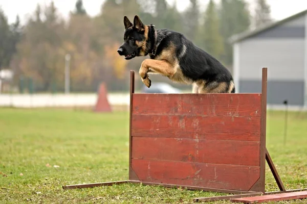 Duitse Herder Hond Springen Obstakel Het Park — Stockfoto