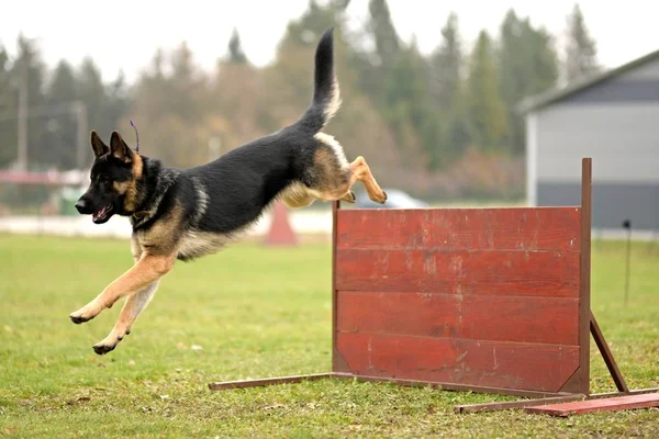 Γερμανικός Ποιμενικός Σκύλος Πηδάει Πάνω Από Εμπόδιο Στο Πάρκο — Φωτογραφία Αρχείου