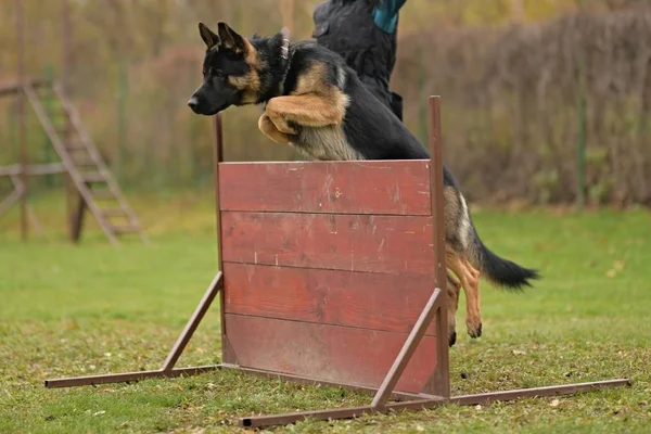 德国牧羊犬在公园里跳过障碍物 — 图库照片