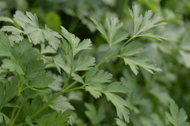 Bahçede maydanozun yakın çekimi