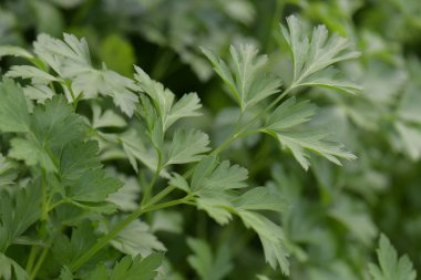 Bahçede maydanozun yakın çekimi