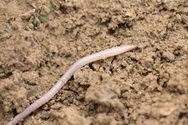 Yağmurdan sonra toprak solucanlarına yakın çekim