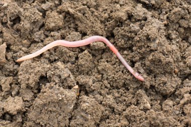 Yağmurdan sonra toprak solucanlarına yakın çekim