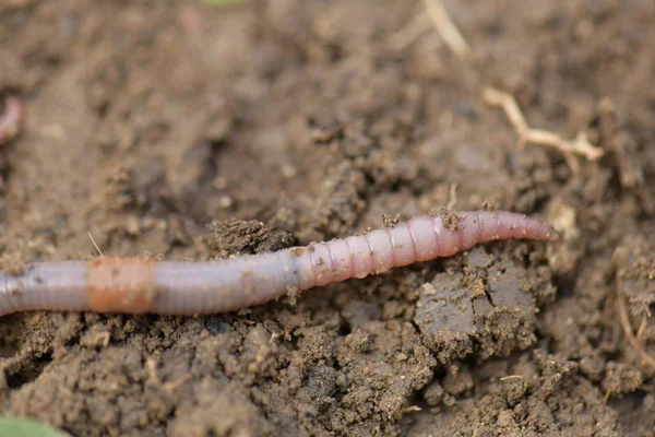 Closeup Earth Worm Rain — Stock Photo, Image