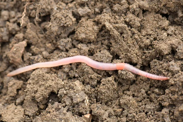 Closeup Earth Worm Rain — Stock Photo, Image