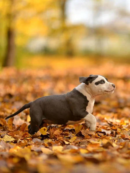 Bonito Cachorrinho Pouco Cão Outono Fundo — Fotografia de Stock