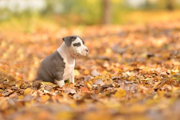 Roztomilý Malý Pejsek Podzimním Pozadí — Stock fotografie