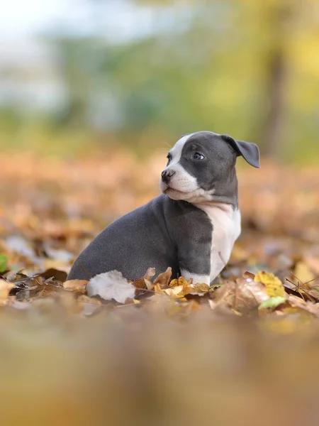 Bonito Cachorrinho Pouco Cão Outono Fundo — Fotografia de Stock