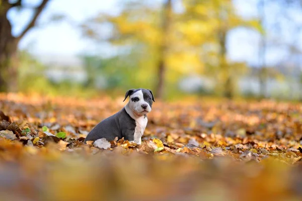 Mignon Petit Chien Chiot Fond Automne — Photo