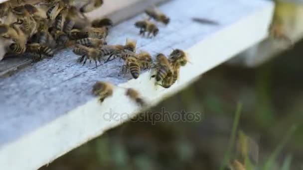 Honigbienen fliegen — Stockvideo