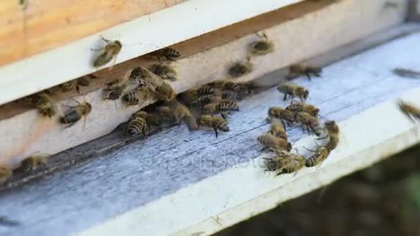 蜜蜂飞行 — 图库视频影像